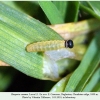 hesperia comma larva1a